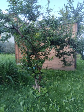 Коллективный сад номер 7, участок 58 в Электростали - ehlektrostal.yutvil.ru - фото 28 Коллективный сад номер 7, участок 58 в Электростали - ehlektrostal.yutvil.ru - фото 28